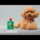 #Dgfefé: The Fragrance Mist For Dogs By #Dolcegabbana