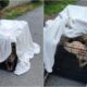 Dog Abandoned Infront Of An Animal Shelter During A Heat Wave