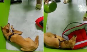 Dog Cowering In Fear After Being Beaten With A Metal Bowl