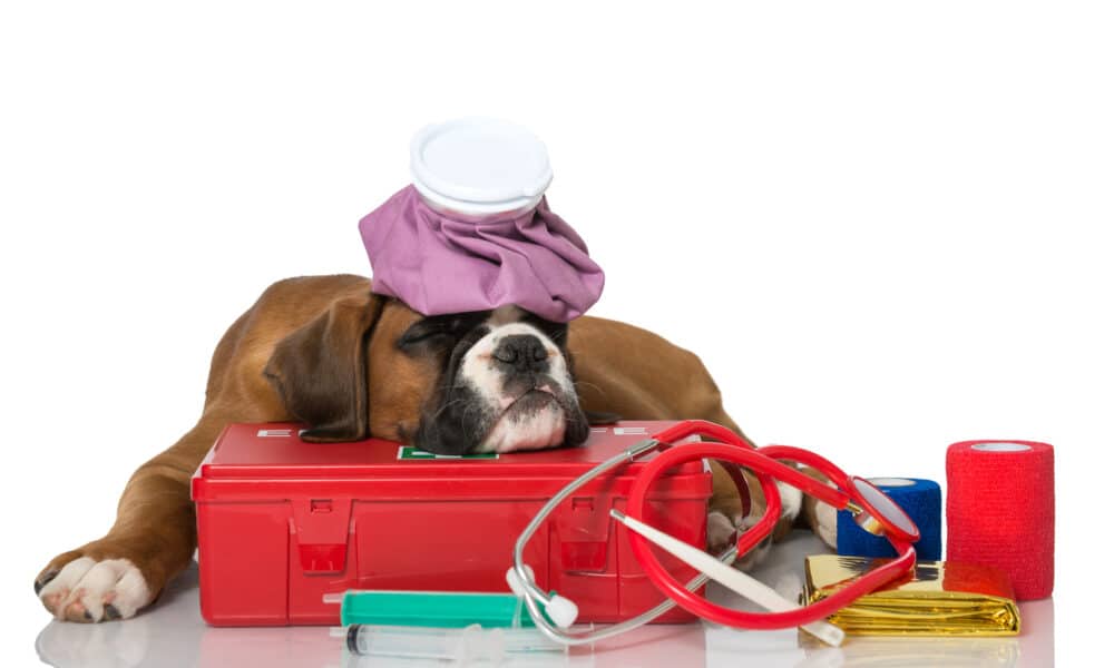 Dog First Aid