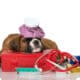 Dog First Aid