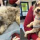Dog Found Wrapped In Duct Tape Gets Rescued