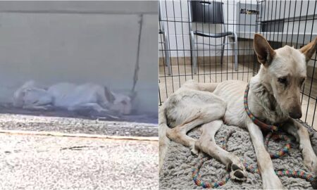Dog Left On The Freeway Gets Rescued