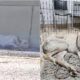 Dog Left On The Freeway Gets Rescued
