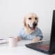 Dog Looks At A Laptop, Working In Glasses And A Shirt.