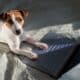 Dog Lying On The Bed With Laptop