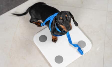 Dog Prone To Dog Obesity On A Scale With A Measuring Tape