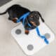 Dog Prone To Dog Obesity On A Scale With A Measuring Tape