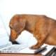 Dog Sing A Laptop Computer