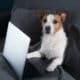 Dog Sitting On The Couch With A Laptop