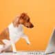 Dog Uses A Laptop On An Orange Background