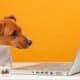 Dog Staring At Laptop