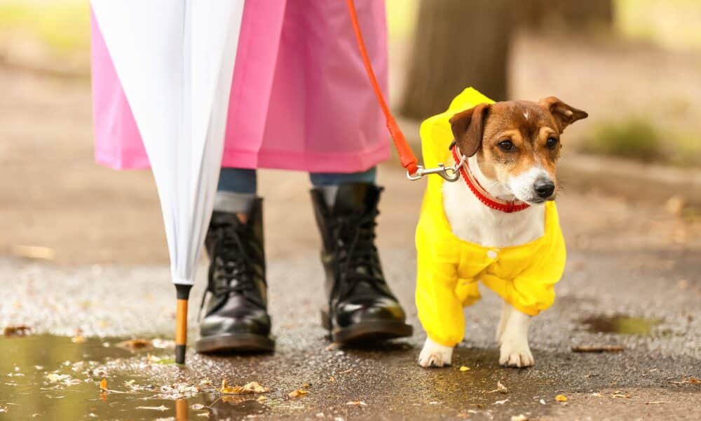 Dog Walking In The Park With Owner