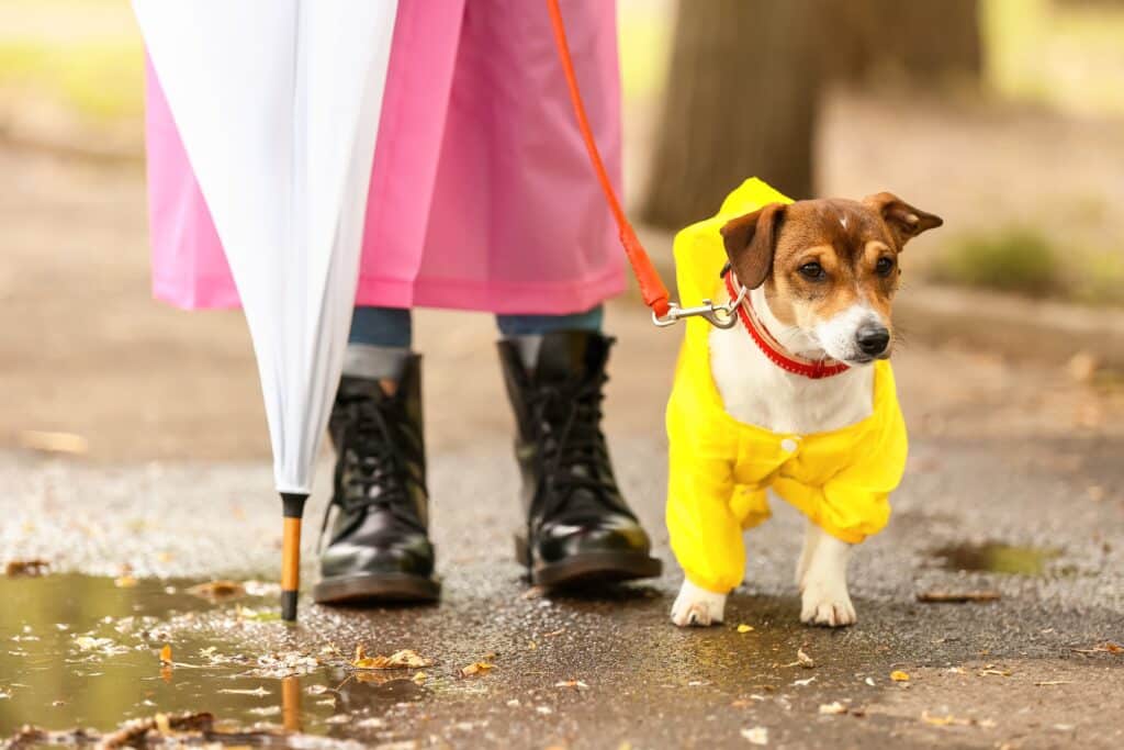 Dog Walking In The Park With Owner