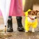 Dog Walking In The Park With Owner