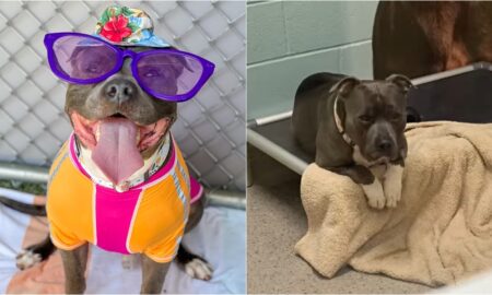 Dog Who Yearns For A Forever Home Is Losing His Spunky Personality