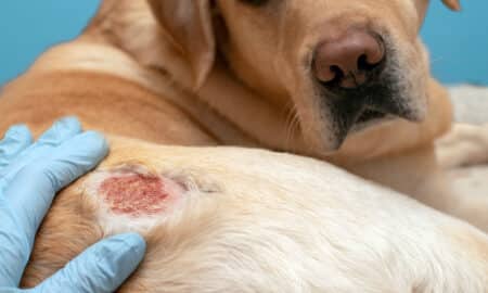 Dog With Atopic Dermatitis Or Skin Allergy