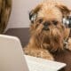 Dog With Headphones Sits In Front Of A Laptop