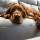 Dog Hair