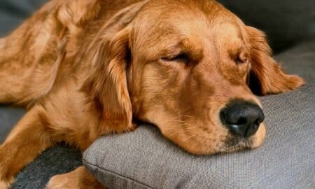 Dogington Article Images 2