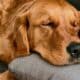 Dogington Article Images 2