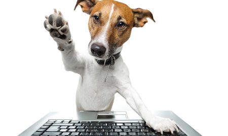 Dogingtonu Coverdog Small