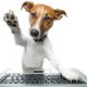 Dogingtonu Coverdog Small