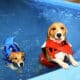 Dogs And Summer Two Dogs In Life Jackets Practicing Swimming