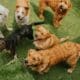 Dogs At Doggy Day Care Playing