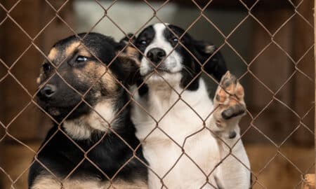 Dogs At The Homeless Dog Shelter