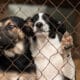 Dogs At The Homeless Dog Shelter