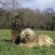 Dogs With Dreadlocks Sitting On The Grass