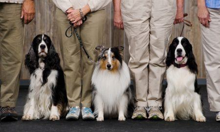 Dogshow
