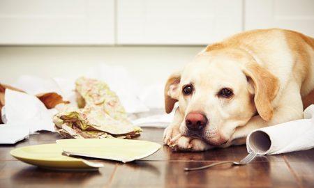 Home Trashed By Dog Sitter