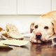 Home Trashed By Dog Sitter