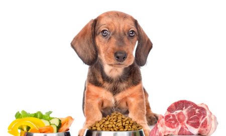 Pet Food