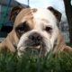 Miley Cyrus’ Boyfriend Got A Dog For A Birthday Present