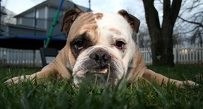 Miley Cyrus’ Boyfriend Got A Dog For A Birthday Present