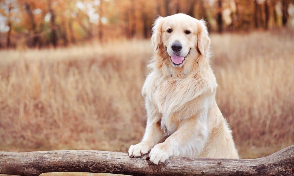 Fallgolden
