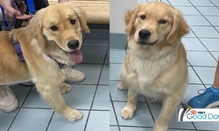 Family Takes Home The Wrong Golden Retriever Home