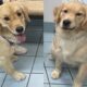 Family Takes Home The Wrong Golden Retriever Home