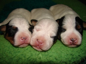 Give Newborn Pups A Head Start