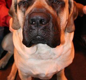 Miracle Dog Zena