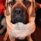 Miracle Dog Zena