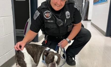 French Bulldog Abandoned At Airport Parking