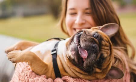 French Bulldog Having Fun With Owner At The Park