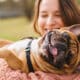French Bulldog Having Fun With Owner At The Park