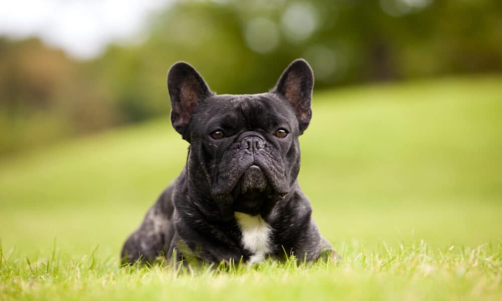 French Bulldog In The Grass