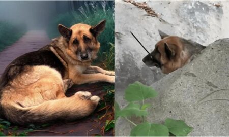 German Shepherd Zip Tied And Abandoned