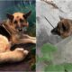 German Shepherd Zip Tied And Abandoned